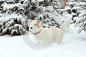 Fox terrier in the snow stands