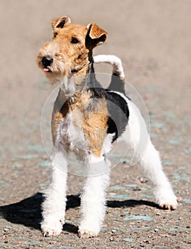 Fox terrier standing photo