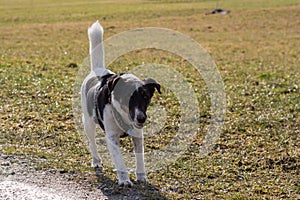 Fox Terrier stands in the meadow