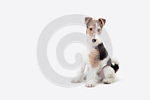 Fox terrier in studio