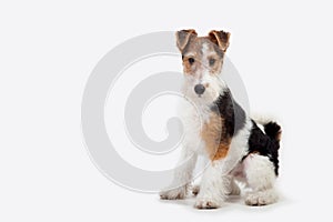 Fox terrier in studio