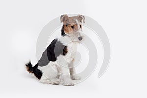 Fox terrier in studio