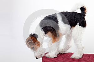 Fox terrier in studio