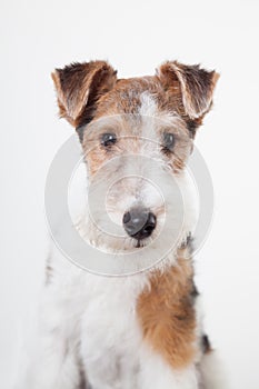 Fox terrier in studio