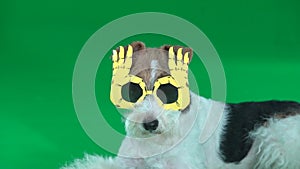 Fox terrier wallows in yellow glasses Green screen