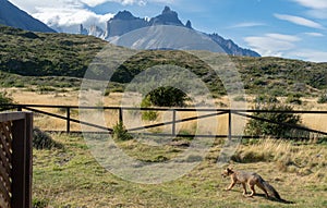 Líška v tábore v Torres del Paine