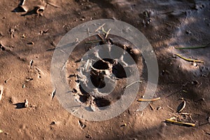 Fox tracks in mud French countryside