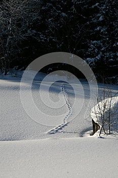 Fox tracks over a frozen pond