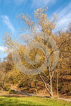 Líščie údolie v Bratislave s veľkým dubom v novembri