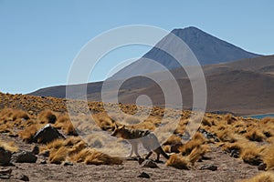 Fox and volcano near San Pedro