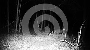 Fox, Vulpes vulpes, looks at the camera in a forest in the night FullHD video