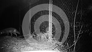 Fox, Vulpes vulpes, looks at the camera then disappears in the night 1080 video