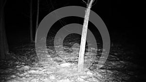 Fox, Vulpes vulpes, walks in a wood with show in a winter night Full HD video