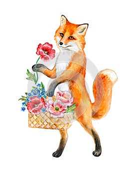 Fox that Walk on Two Feet with flowers. Funny Fox with basket Walking On Two Legs isolated on white background. Watercolor