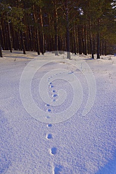 A fox walked through the freshly fallen snow