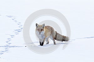 Fox Walking Across the Snow