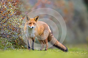 Fox walking in dune vegetation