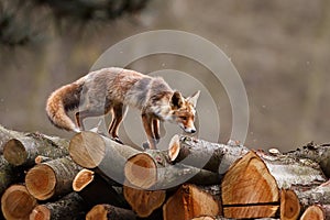 Fox walking on stack of logs