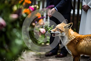 a fox at a wedding with flowers came to congratulate the bride and groom. A wedding ceremony