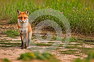 Fox in the wild