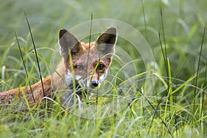 Fox in the wild