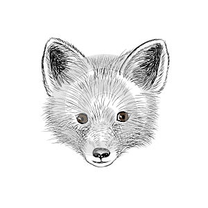 Fox. Wild animal fox looking at camera. Fox baby sketch face