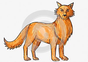 Fox or Wild Dog Watercolor Illustration