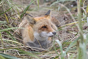 A fox in the wild. Russia, Shikotan island