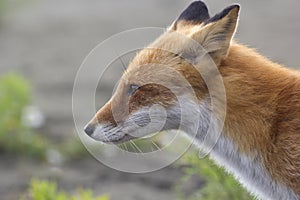 A fox in the wild. Russia, Shikotan island