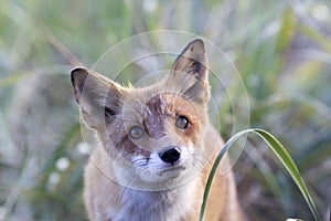 A fox in the wild. Russia, Shikotan island