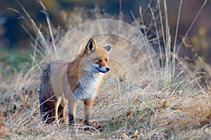 Fox in the wildlife photo