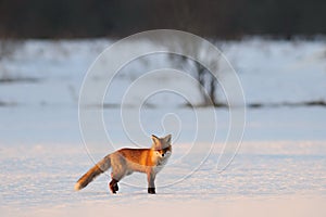 Fox in the winter