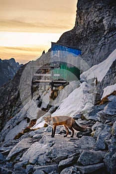 Fox in winter mountain at sunset