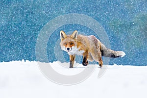 Fox in winter. Red fox, Vulpes vulpes, sniffs about prey on forest meadow in snowfall. Orange fur coat animal hunting in snow.