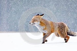 Fox in winter. Red fox, Vulpes vulpes, sniffs about prey on forest meadow in snowfall. Orange fur coat animal hunting in snow.