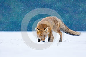 Fox in winter. Red fox, Vulpes vulpes, sniffs about prey on forest meadow in snowfall. Orange fur coat animal hunting in snow.