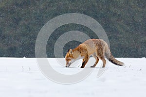 Fox in winter. Red fox, Vulpes vulpes, sniffs about prey on forest meadow in snowfall. Orange fur coat animal hunting in snow.