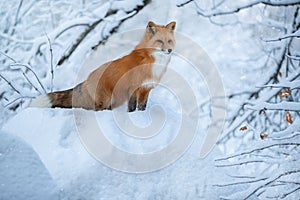 Fox in winter in a snowy field