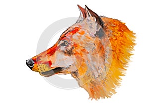 Fox or wolf head watercolor drawing