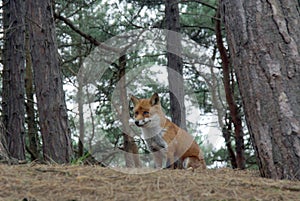 Fox In Woodland