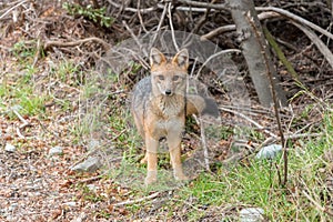 Fox in the Woods in Santa Cruz Province, Argentina