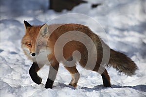A fox in Alaska Zoo photo
