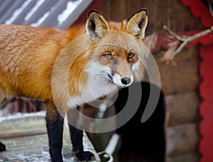 Fox at the zoo