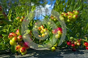 Foxberries in forest.