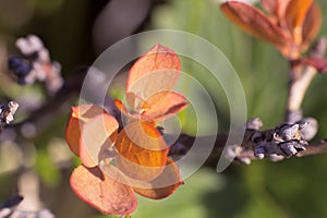 foxberry (Arctostaphylos