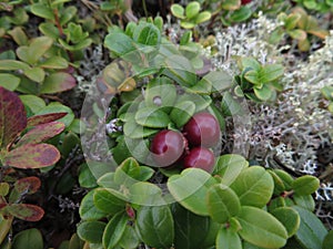 Foxberry at plateau Putorana