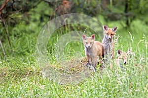 Foxes in the forest