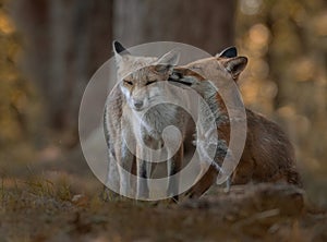 Foxes interacting in the forest in autumn