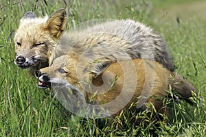 Foxes Playing Together in a Field