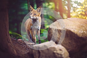 The Fox photo